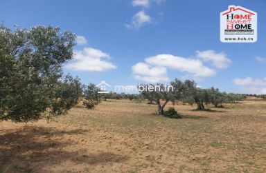 Terrain Agricole Les Collines à Vendre à Zaghouan