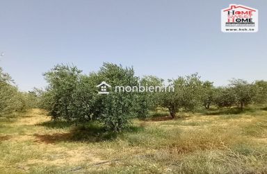 Terrain Agricole Essaei à Vendre à  Gafsa