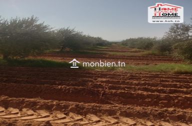 Terrain Agricole Aiinabi à Vendre à Gafsa