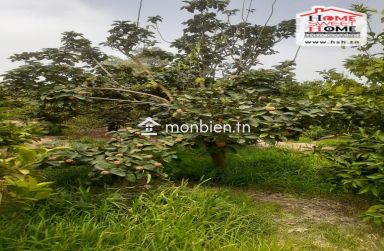 Terrain Agricole Khayrat El Saba à Vendre à Menzel Bouzelfa