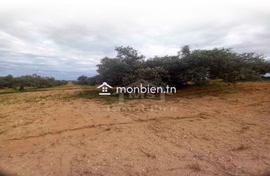 Terrain de 15000 m² planté d'oliviers à Korba à vendre 51355351