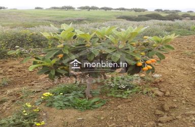 4 hectares ayant une vue de mer à vendre à Hammamet Sud 51355351