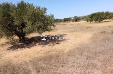 Terrain de 1000 m² à Hammamet Sud à vendre à 60 MD 51355351