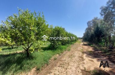 Terrain agricole de 71223m² à Mhadhba, Nabeul