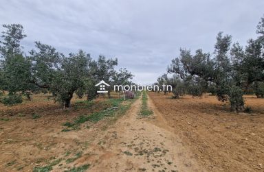 Terrain de 2740 m² à vendre à Hammamet Sud 51355351